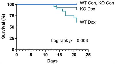 Trpc6 Promotes Doxorubicin-Induced Cardiomyopathy in Male Mice With Pleiotropic Differences Between Males and Females